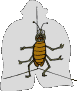 cucaracha03.gif