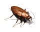 cucaracha04.gif