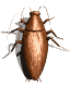 cucaracha06.gif