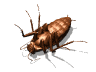 cucaracha07.gif