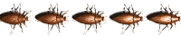 cucaracha08.gif
