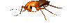 cucaracha09.gif