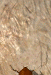 cucaracha10.gif
