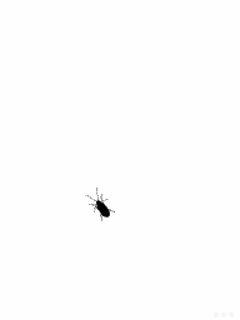 cucaracha12.gif