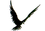 cuervo04.gif