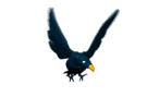 cuervo08.gif