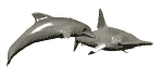 delfin27.gif