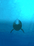 delfin42.gif