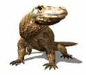 dragon-de-komodo03.gif