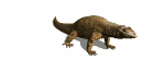 dragon-de-komodo04.gif