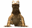 dragon-de-komodo06.gif