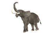 elefante106.gif