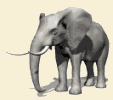 elefante41.gif