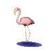 flamenco10.gif