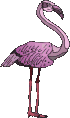 flamenco15.gif