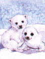 foca19.gif