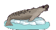 foca22.gif