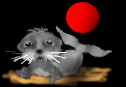 foca24.gif