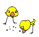 Gallo04.gif