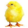 Gallo27.gif