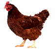 Gallo31.gif
