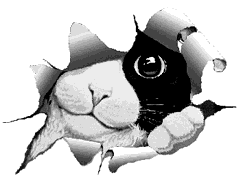 gato101.gif