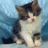 gato113.gif