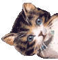 gato142.gif