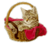 gato246.gif