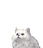 gato268.gif