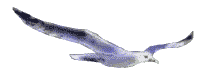 gaviota01.gif