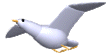 gaviota02.gif