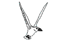 gaviota05.gif
