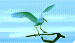 gaviota06.gif