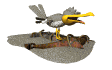 gaviota08.gif