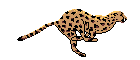 guepardo01.gif