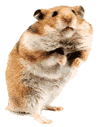 hamster19.gif