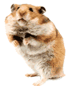 hamster20.gif
