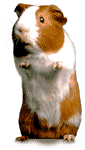 hamster31.gif