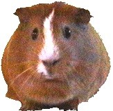 hamster33.gif