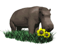 hippopotamo02.gif