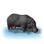 hippopotamo22.gif