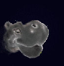 hippopotamo32.gif