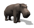 hippopotamo42.gif