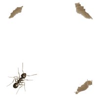 hormiga02.gif