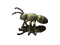 hormiga06.gif