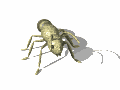 hormiga10.gif