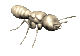 hormiga14.gif