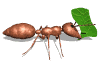 hormiga24.gif