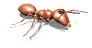 hormiga26.gif